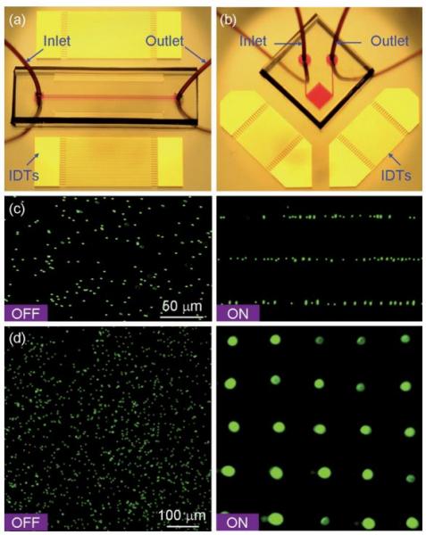 Acoustic tweezer_patterning cell and microparticles