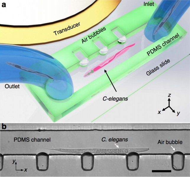 Research_Overview_Bubble_Acoustofluidics